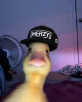 Merzy's profile picture