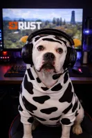 Wifethwacker's profile picture