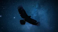 vulkr-'s profile picture