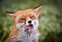 Foxaebi's profile picture