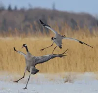 Zinky--'s profile picture