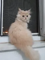 NorthPunisher's profile picture