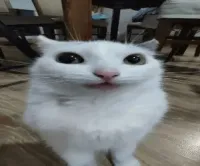 RockstarAriel's profile picture