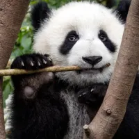 PandaR6's profile picture