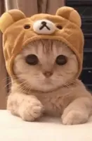 Delver's profile picture