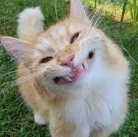bunnyisoncrack's profile picture