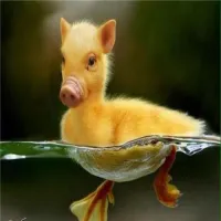 kleineMango's profile picture