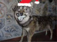 ELVADERNATOR's profile picture